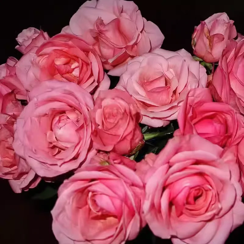 慕斯/玛莎拉蒂月季花苗开花玫瑰室内阳台盆栽四季好养花卉绿植