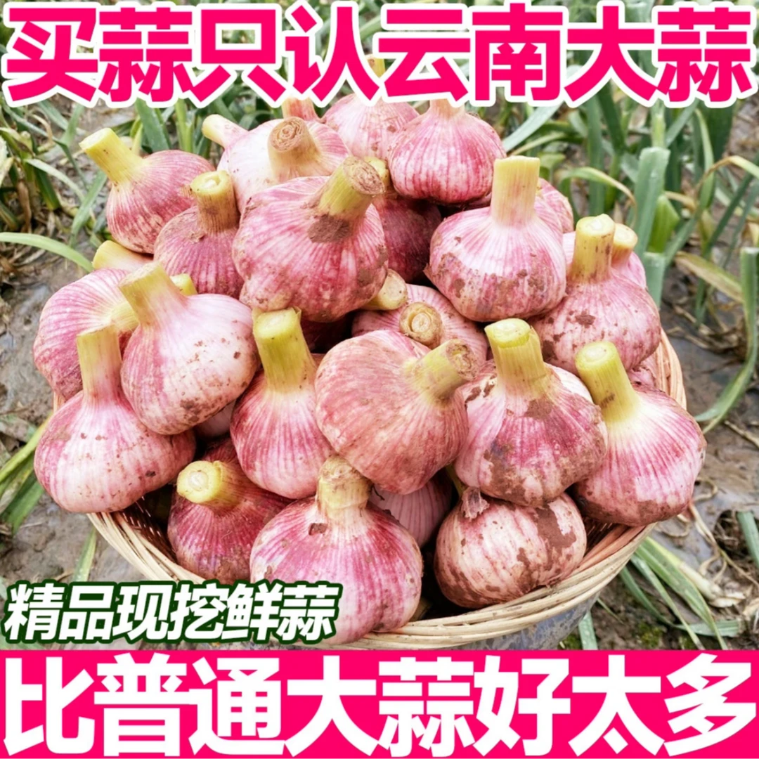 云南新鲜紫皮多瓣蒜现挖湿蒜