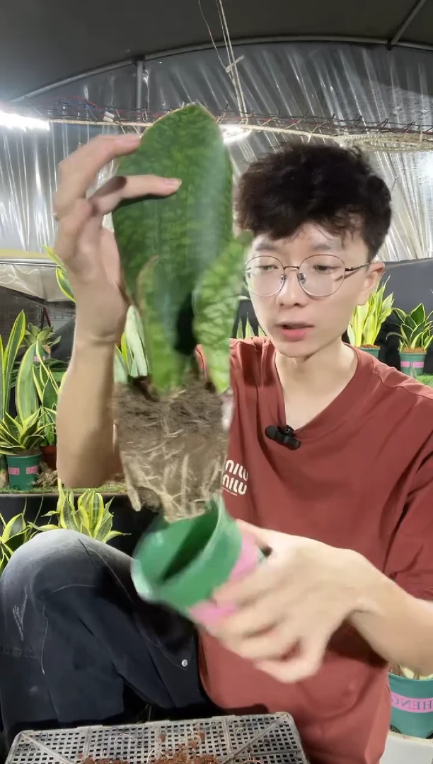 翡翠宝镜带盆土带仔12.8