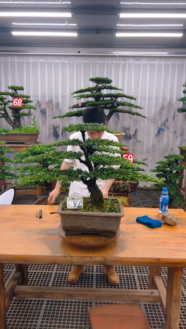 无花朵精品盆景直播间一物一拍