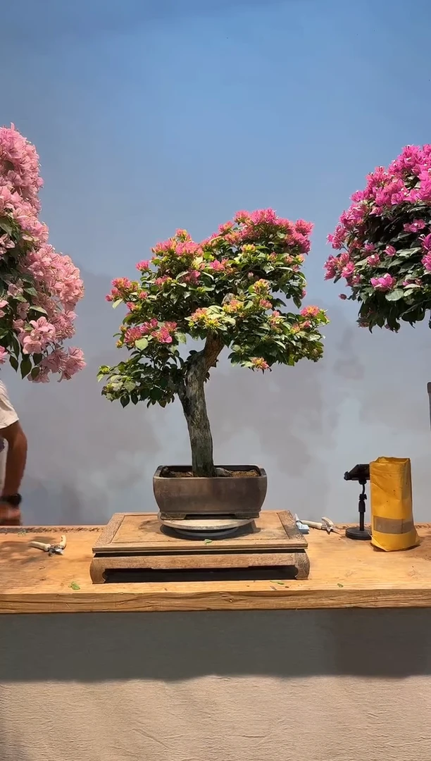无花朵向****钱三角梅专场一物一拍39
