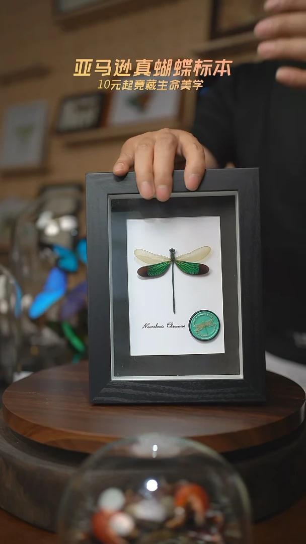 有机玻璃华艳色蟌火漆章版7寸黑框