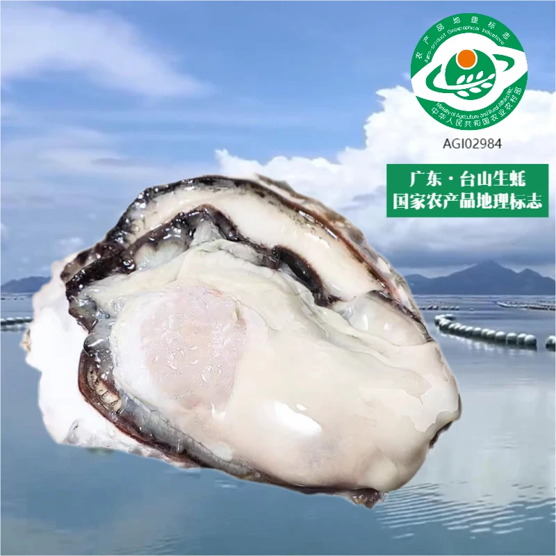 台山白肉海蚝  当天现拍现开 鲜甜爽嫩脆口无渣 500g/罐