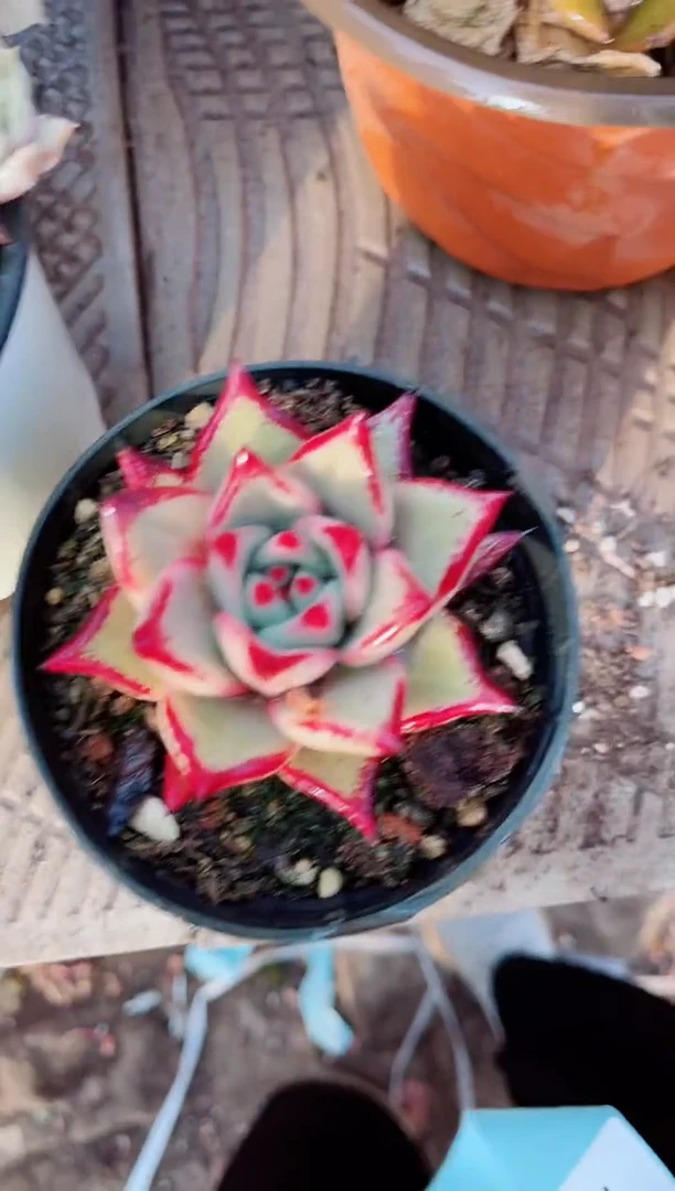 20081多肉植物一物一拍