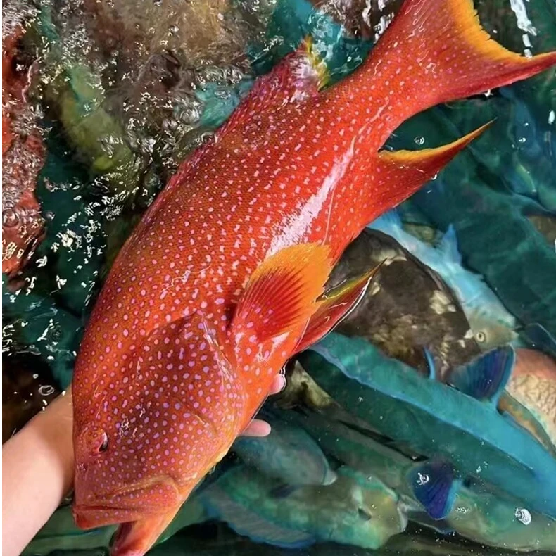 燕东星斑石斑鱼深海捕捞（放血去内脏一条无冰净重1.1-1.4）