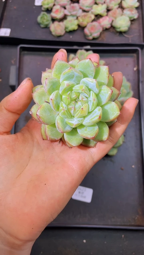 8440迷雾森林阿紫随机发一颗量拍