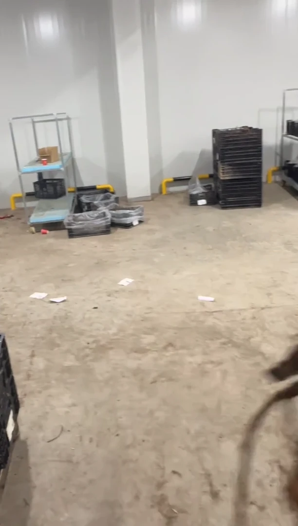 呼*猴25  亨利  呼哈猴