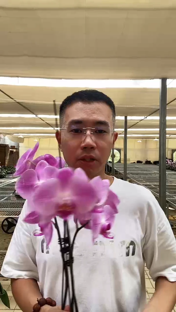 完全开放用**子瑕疵粉冠军组合带花花后苗2棵，无售后