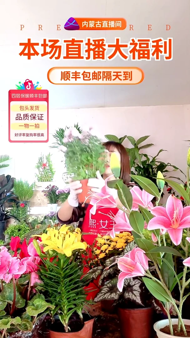 完全开放粉色小乒乓菊