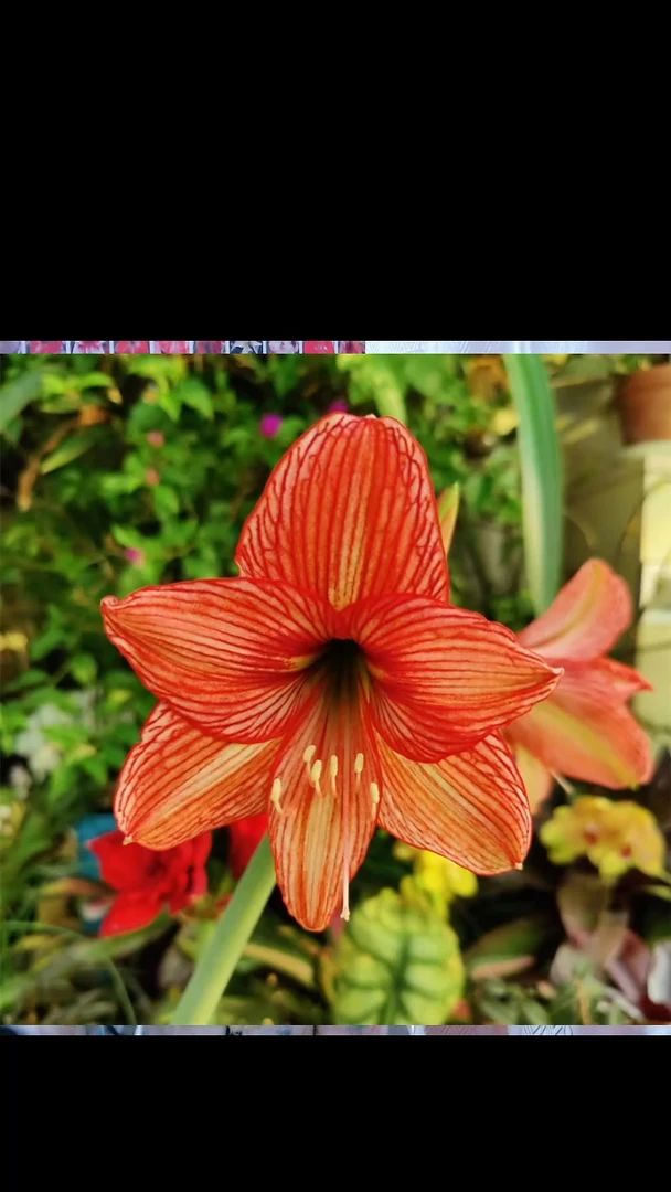 朱顶红橙白肋微残次