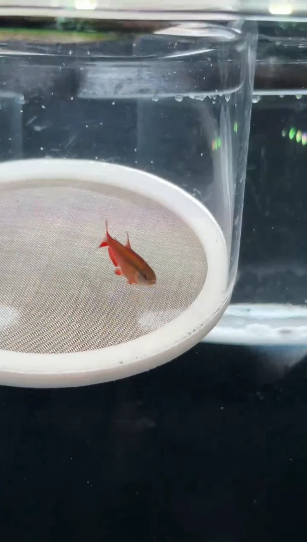 灯科鱼鱼****u【165】超级红魔鬼