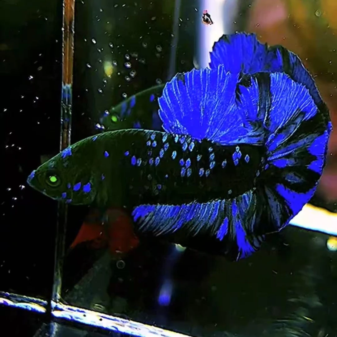 阿彬betta观赏鱼斗鱼绿魔