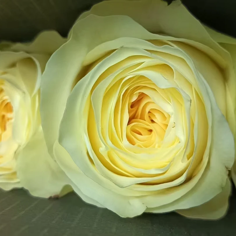 暖玉18支+送2支  到手20支   【0度下拍保温棉】两单以上包邮