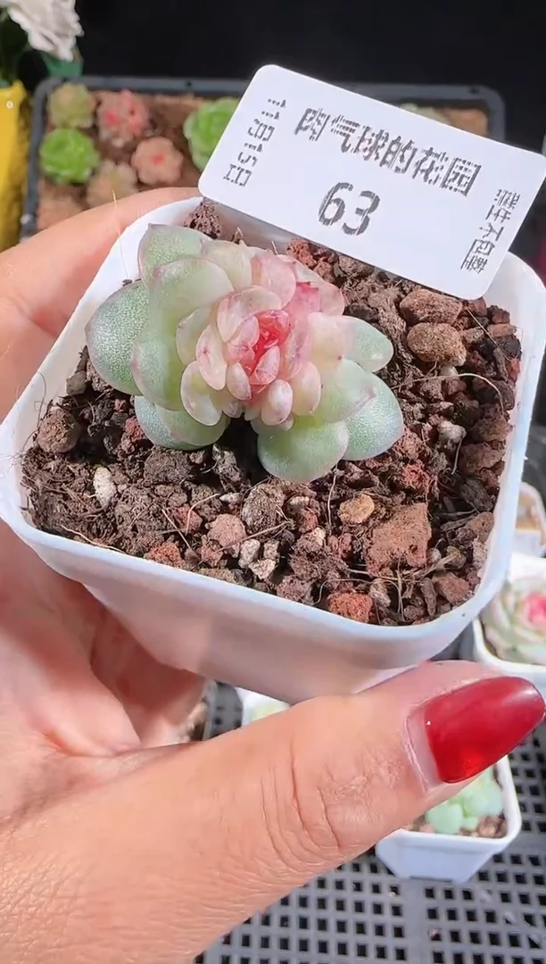 1115-63紫烟缀化群生不包整