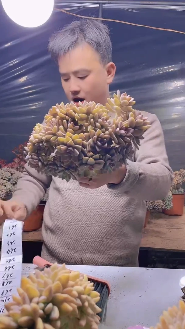 【闪购商品】缀化259