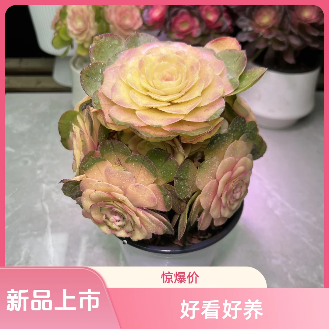 恋梦仙子（双层老桩手捧）  好看好养  新手必备  老手必养