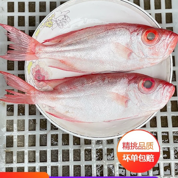 大眼鱼原产地中大号红目鲢渔船捕捞海鲜约（2~3条/斤）p原条发货