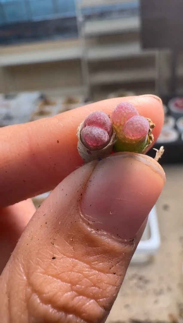 美丽的肉石头9-487胭脂一颗