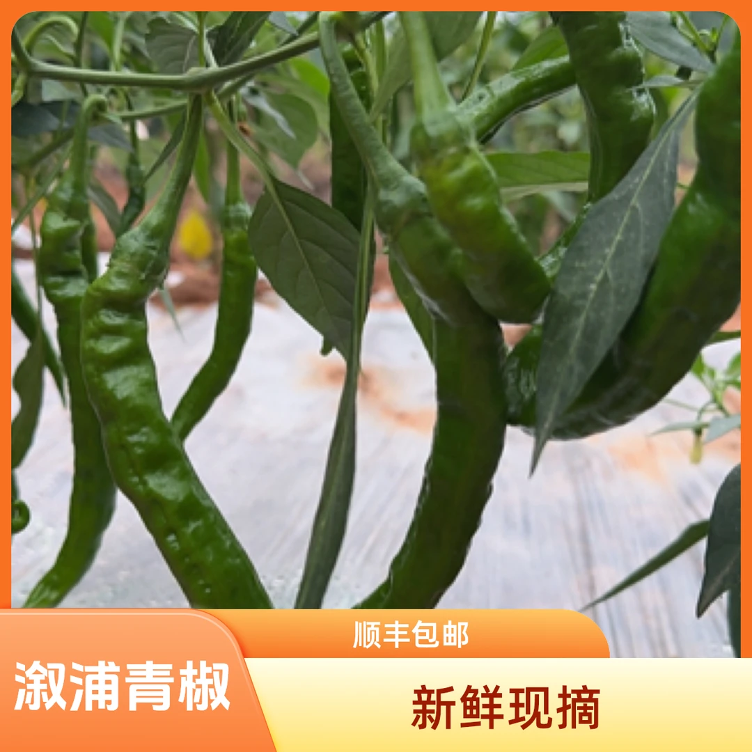 顺丰包邮 溆浦露天农家现摘现发新鲜辣椒薄皮青椒虎皮辣