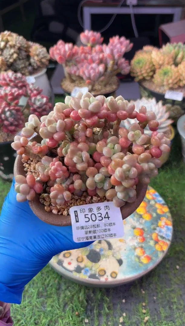 昆明印象多肉5034