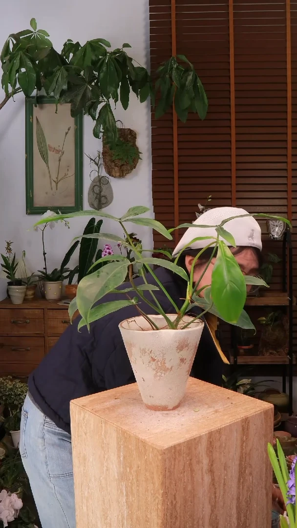 无花朵 飞机蔓绿绒  带盆 种好发货 顺丰包邮