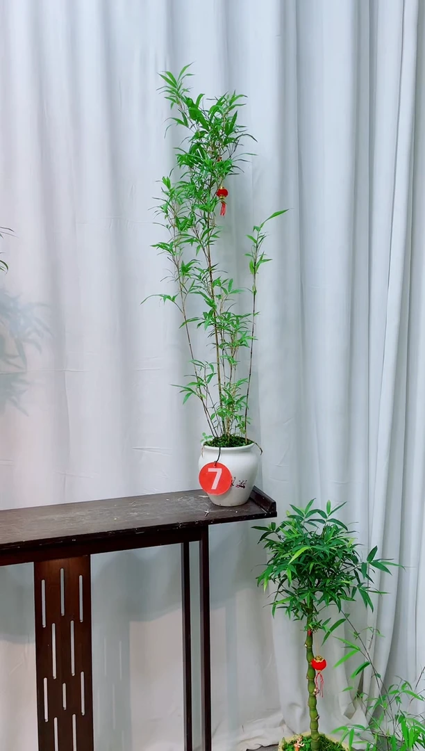 【闪购商品】竹子盆景竹子盆景