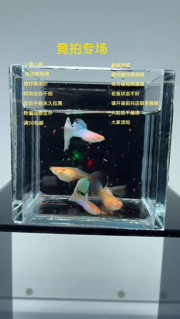 孔雀鱼两公三母新加蓝白子-20
