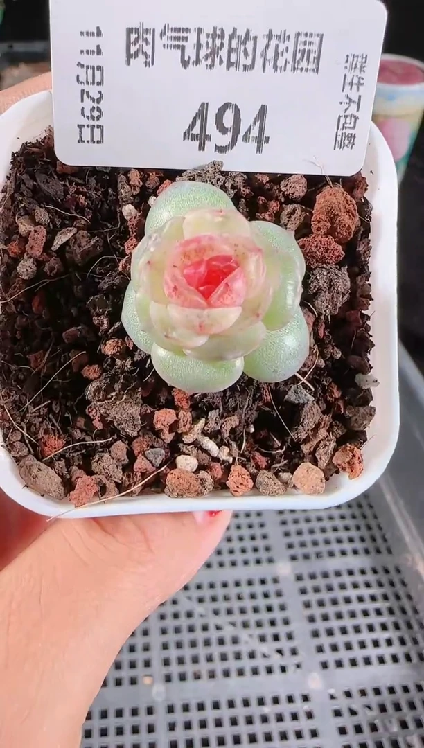 多肉1129-494紫烟（群生不包整）