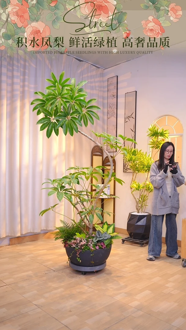 无花朵声**_保罗大叶伞