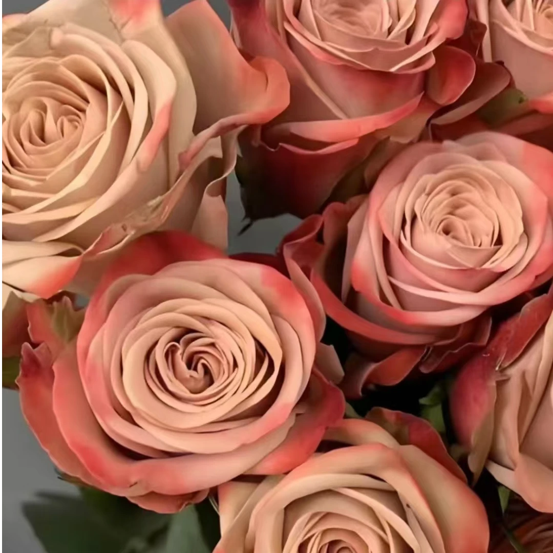 卡布奇诺玫瑰花 花店卡布奇诺批发 咖啡色玫瑰花