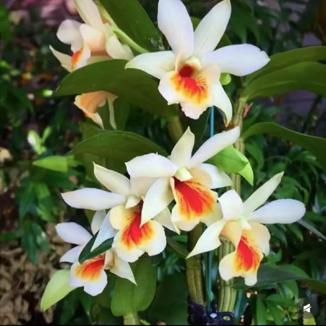 水果石斛 【 开花橘子香 好吃好养】