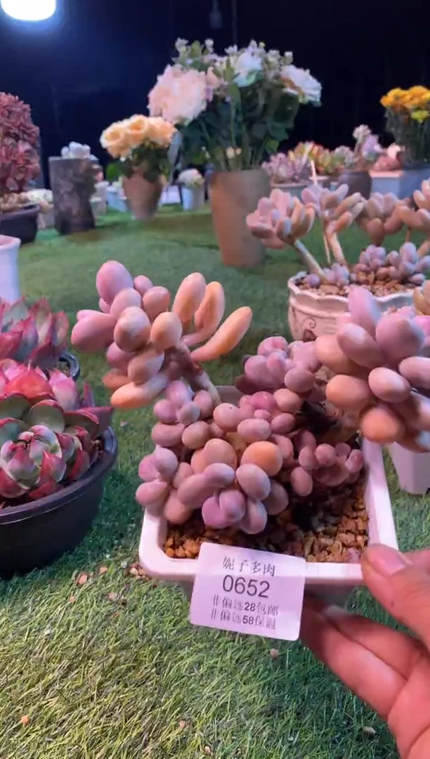 0652aa（满28包邮发货）