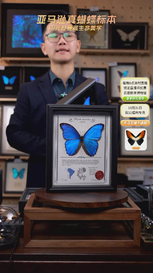 大蓝闪蝶豪华版10寸欧式框（带证书）