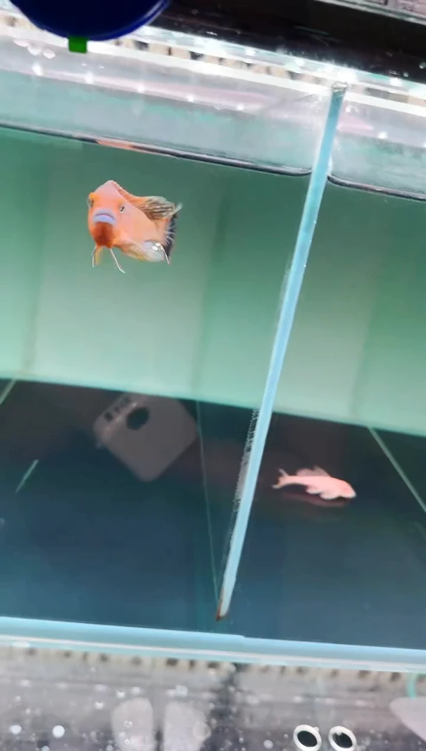 鱼蟹虾蓝唇威廉7-9cm一条