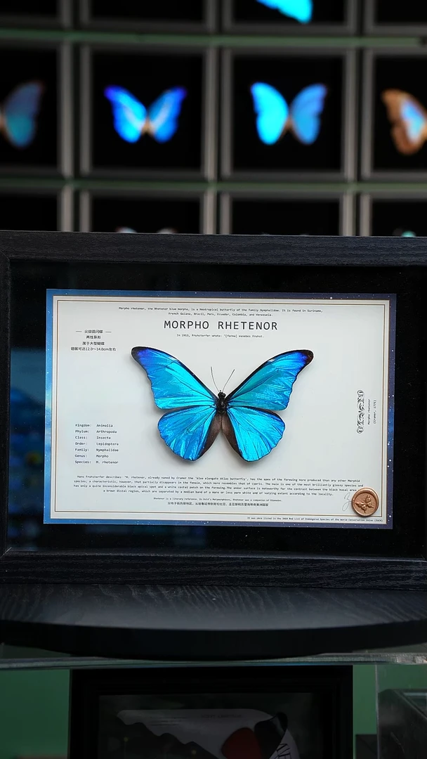 蝴蝶标本摆件竞拍H593