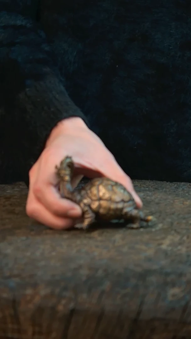 【闪购商品】黄铜小龙龟荣归