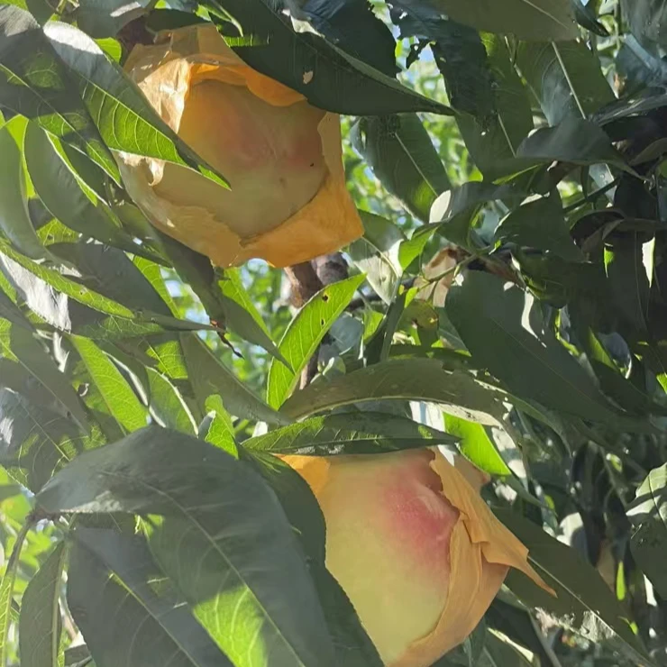 新鲜现摘多汁香甜果肉厚一级水蜜桃