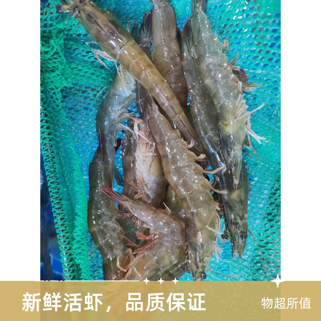 【松北店】鲜活青虾3斤（到家保鲜不保活）