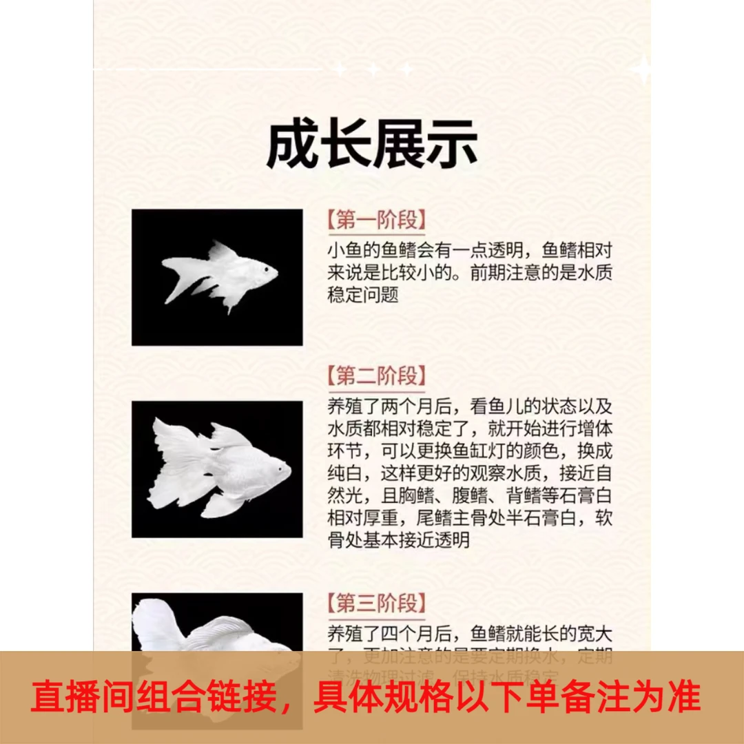 【宏泰渔场】纯种蝴蝶鲤鱼随意改【5-35厘米以后台备注为准】