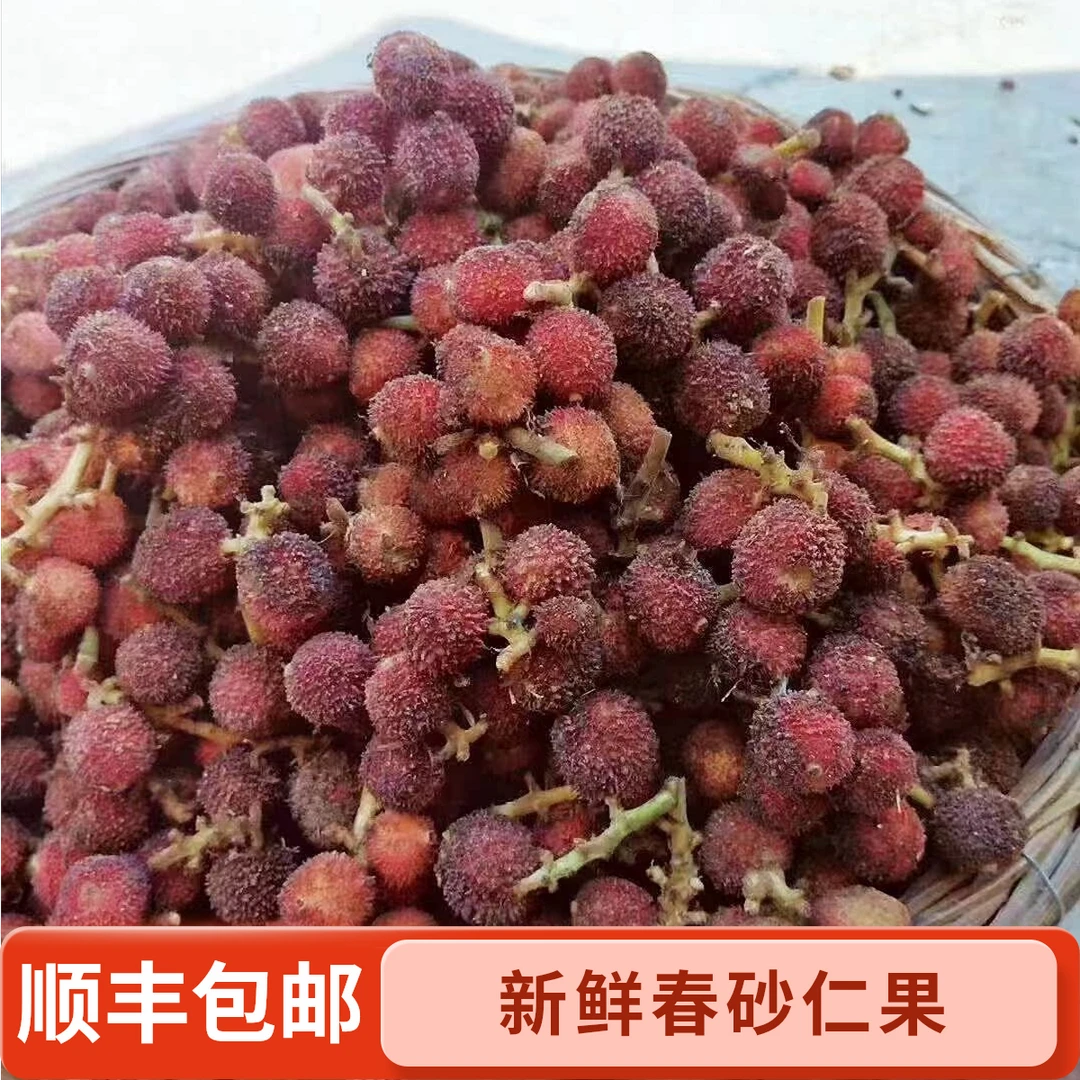 新鲜春砂仁果顺丰包邮 阳春特产生砂仁果春沙仁鲜果浸泡蜂蜜一斤