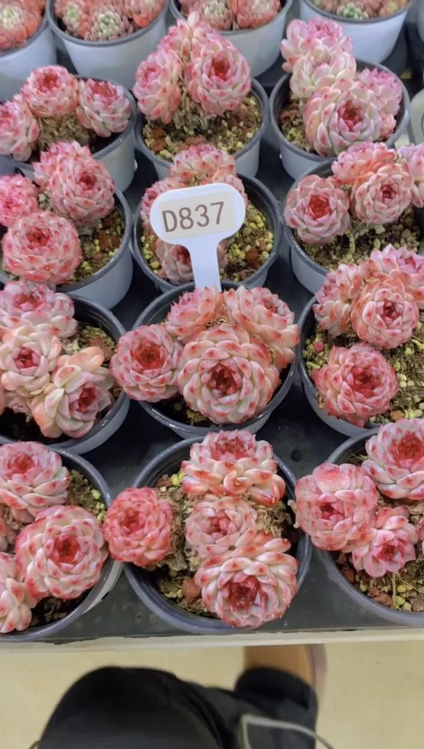 【闪购商品】D837-天鹅绒群生母本