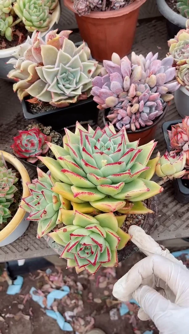 【闪购商品】04525