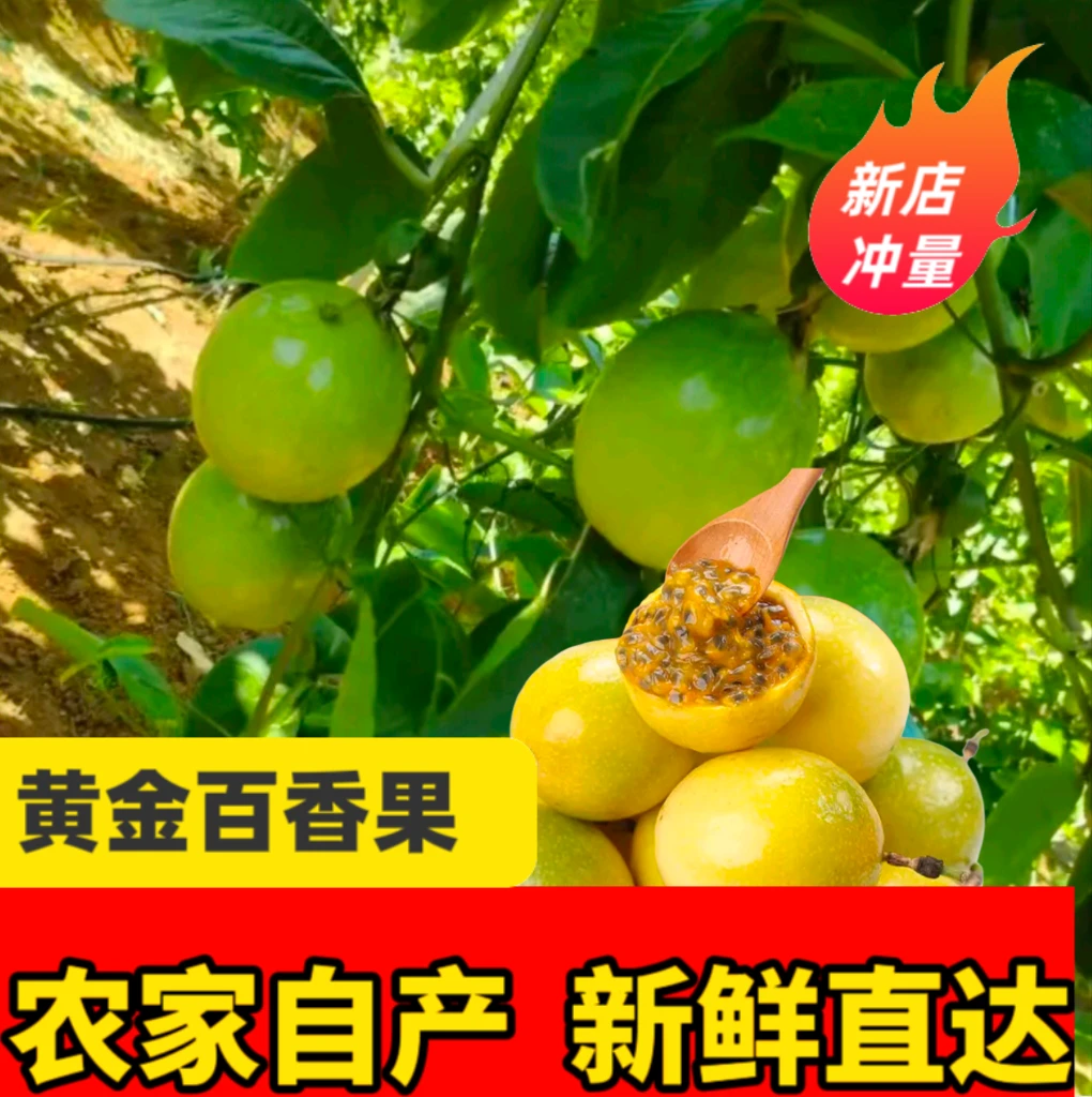 正宗钦蜜9号黄色百香果新鲜现摘香甜多汁当季水果批发