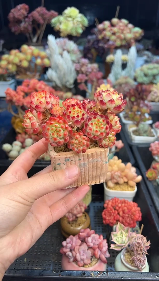 【闪购商品】672不带盆