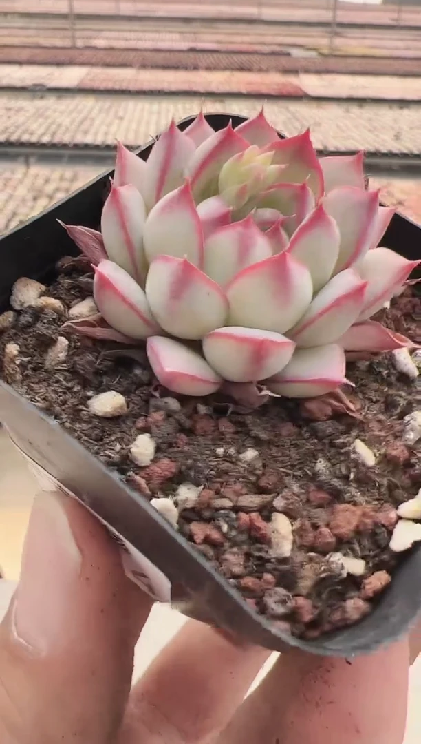 【闪购商品】新款多肉-134