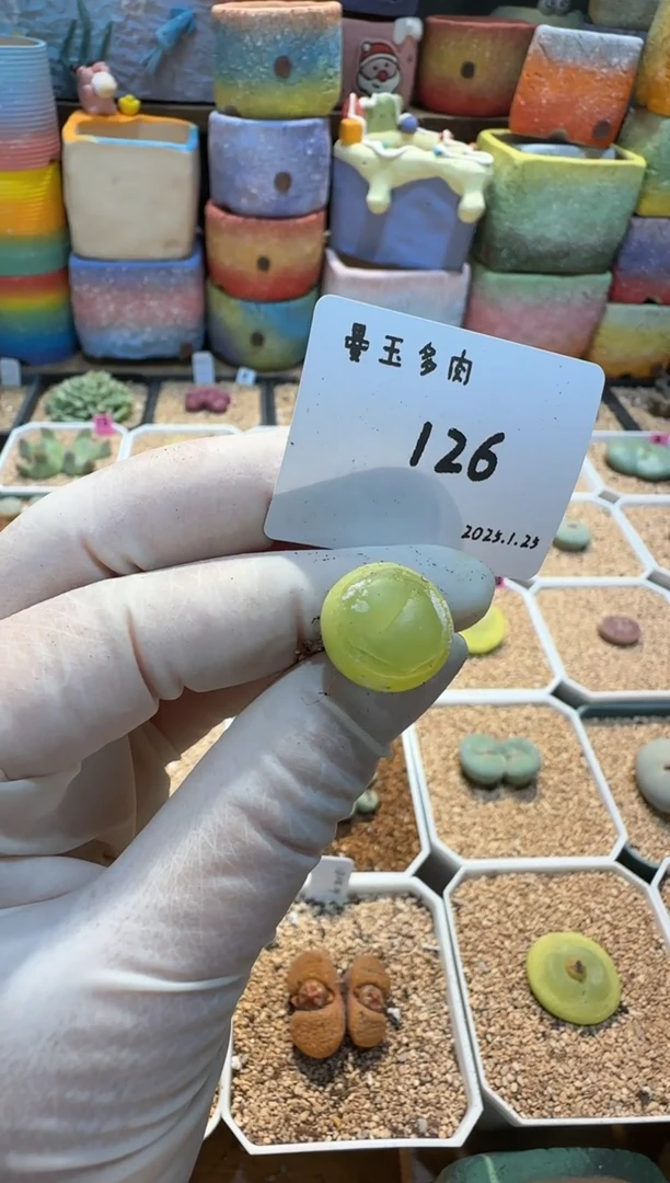 【闪购商品】25.1.25-126