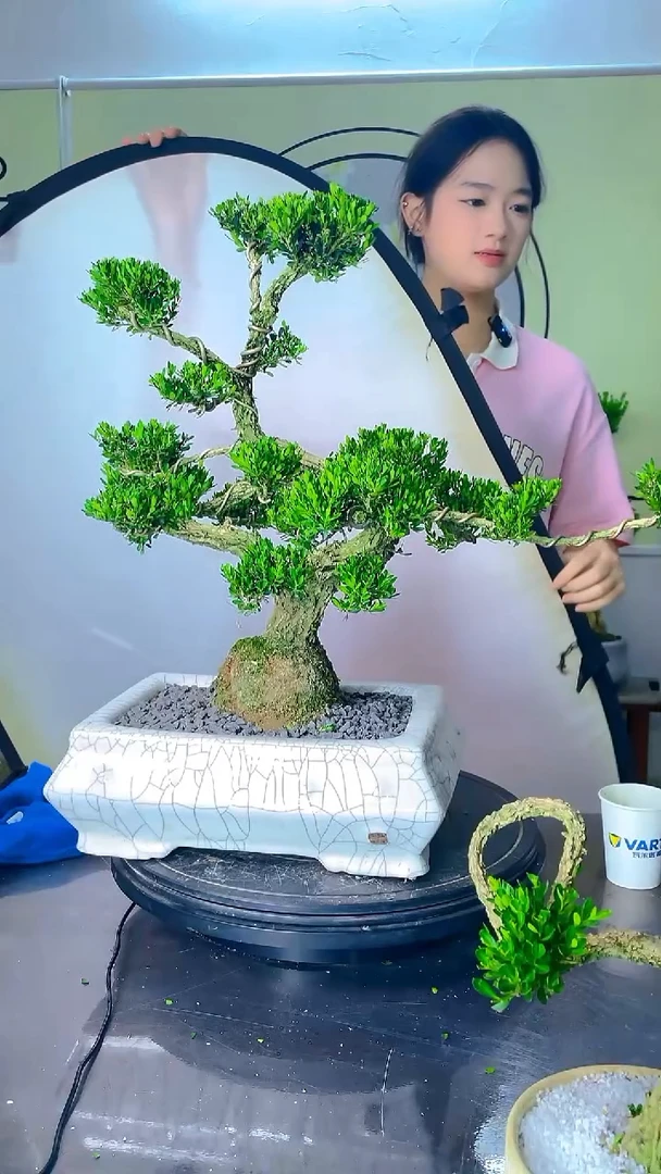 不开花植物广东雀舌皱皮黄杨盆景