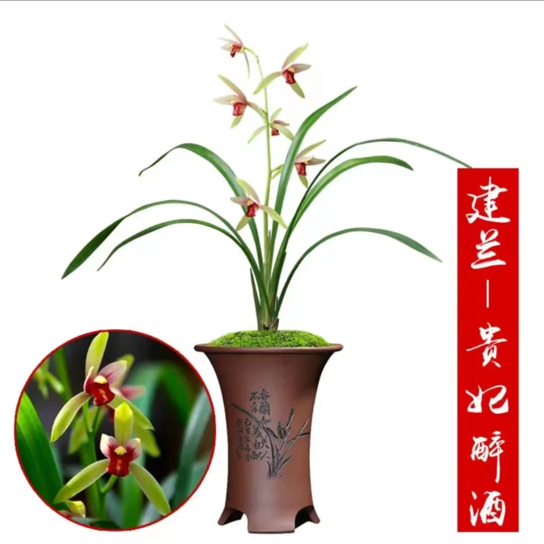 建兰名品【贵妃醉酒】 2苗 6月份开花终身包对版 假一赔十放心购买