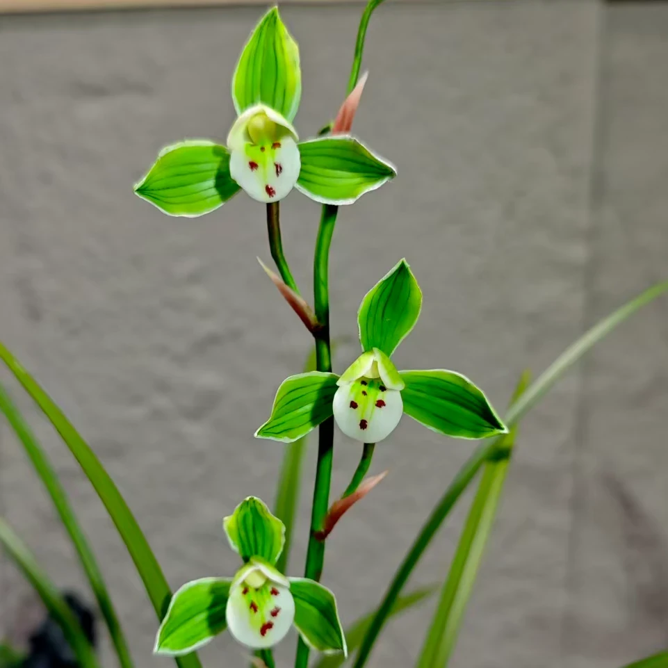 君临天下（清风荷） 稀有名品  经典品种 好养 香味浓郁 高端兰花