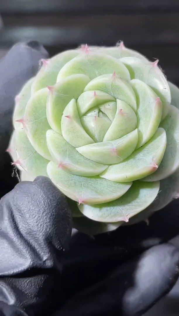 29-19 神音3-4厘米量拍发一颗